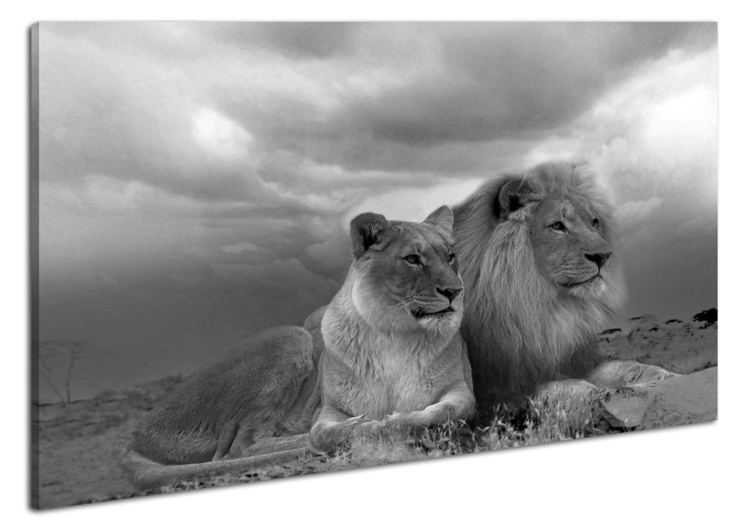 Leinwandbild Wandbild Afrika Safari Löwen